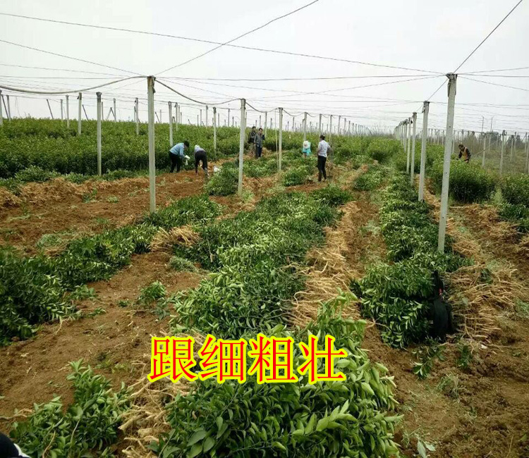 南宁哪里有鹿寨蜜橙苗批发基地-- 柳州市鑫鑫农业科技有限公司