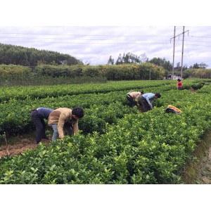 南宁果苗基地每棵多少钱