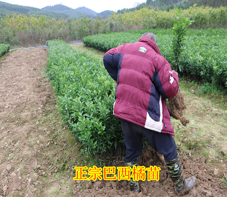 象州东方红柑橘苗价格【象州哪里有东方红柑橘苗卖】-- 柳州市鑫鑫农业科技有限公司