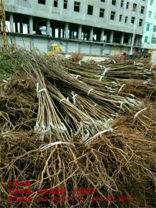 李子苗 脆红李子苗-- 四川军龙苗木种子专业合作社