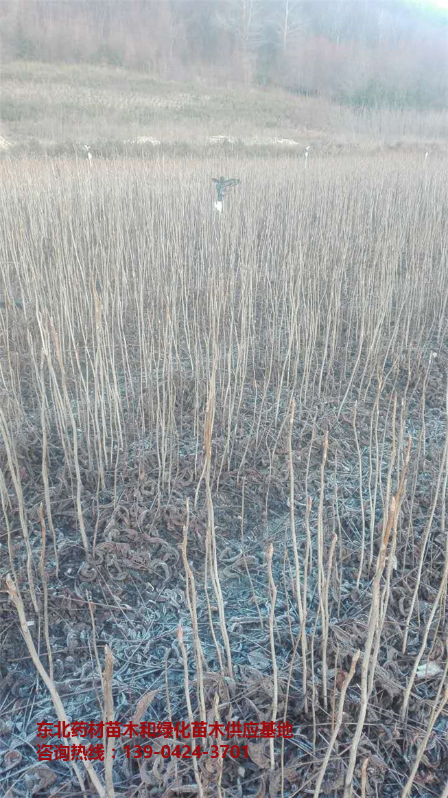 四川刺槐苗木批发价格～重庆刺槐苗批发供应基地～大连刺槐苗价格-- 桓仁吉国苗圃