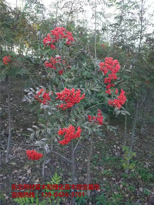 优质花楸苗批发、花楸苗培育基地，品质高，成活率高-- 桓仁吉国苗圃