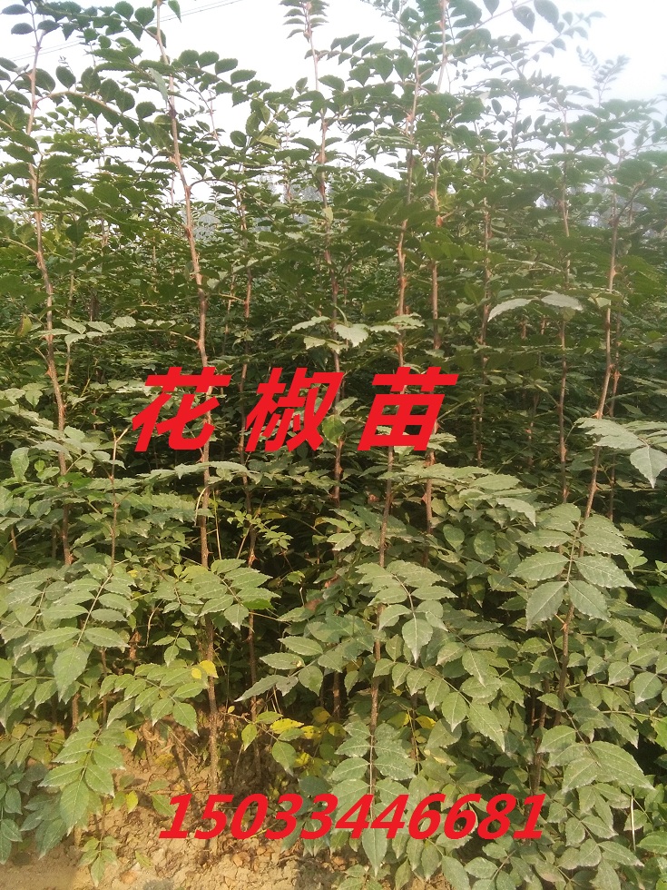 河北花椒苗 大红袍花椒苗 优质花椒苗批发-- 太行苗木合作社