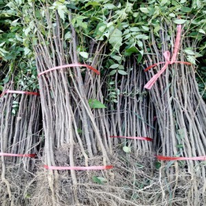 批发出售花椒树苗 大红袍花椒苗 山东花椒树苗价格种植基地