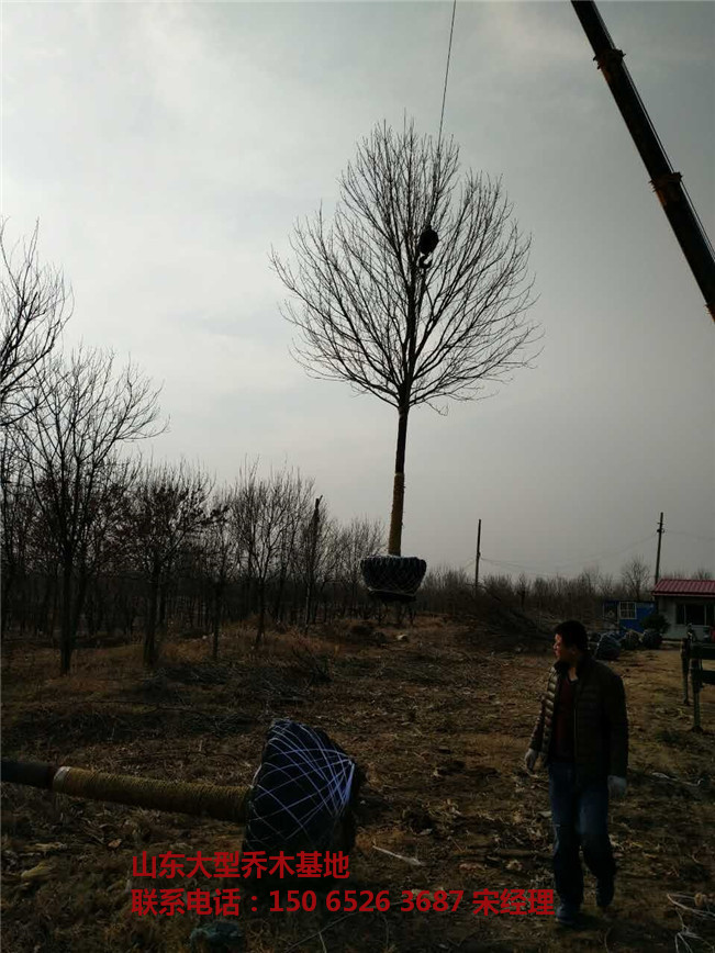 山东白蜡基地 滨州白蜡 白蜡基地-- 山东白蜡树基地