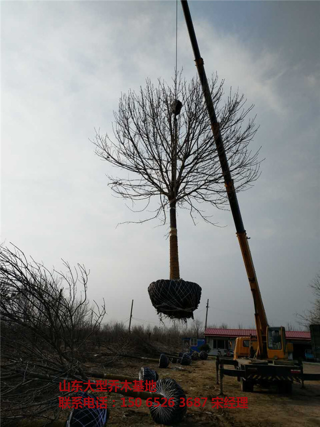 山东白蜡树 山东滨州白蜡基地-- 山东白蜡树基地