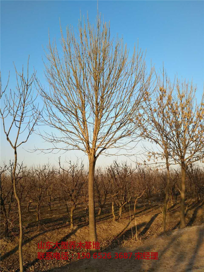 山东白蜡基地 山东滨州白蜡基地-- 山东白蜡树基地