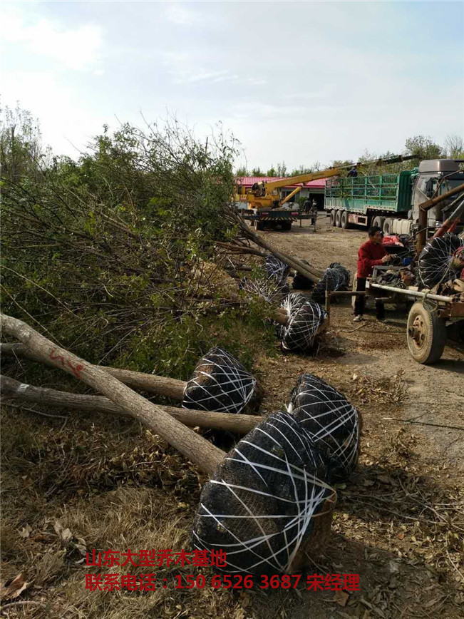 山东白蜡树 山东白蜡 滨州速生白蜡-- 山东白蜡树基地