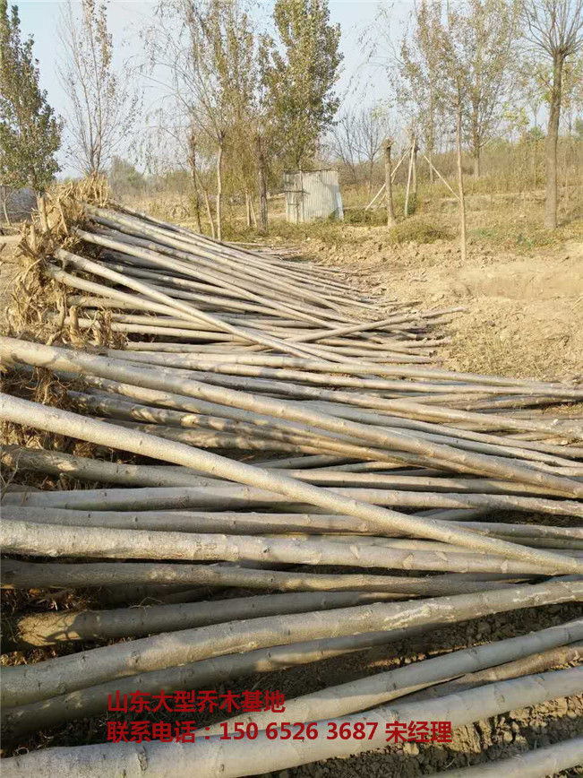 山东白蜡基地 白蜡基地 滨州白蜡 白蜡基地-- 山东白蜡树基地