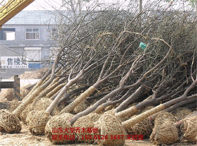 山东白蜡基地 滨州白蜡 白蜡基地、白蜡树山东基地-- 山东白蜡树基地