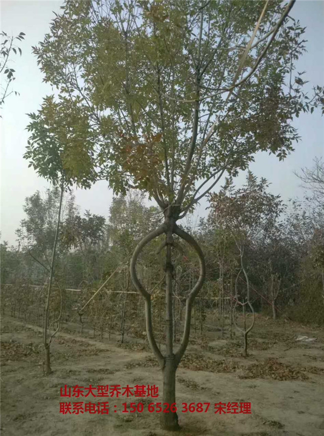 山东滨州造型白蜡基地 山东造型白蜡基地 潍坊造型白蜡树 常青造型白蜡树苗-- 山东白蜡树基地