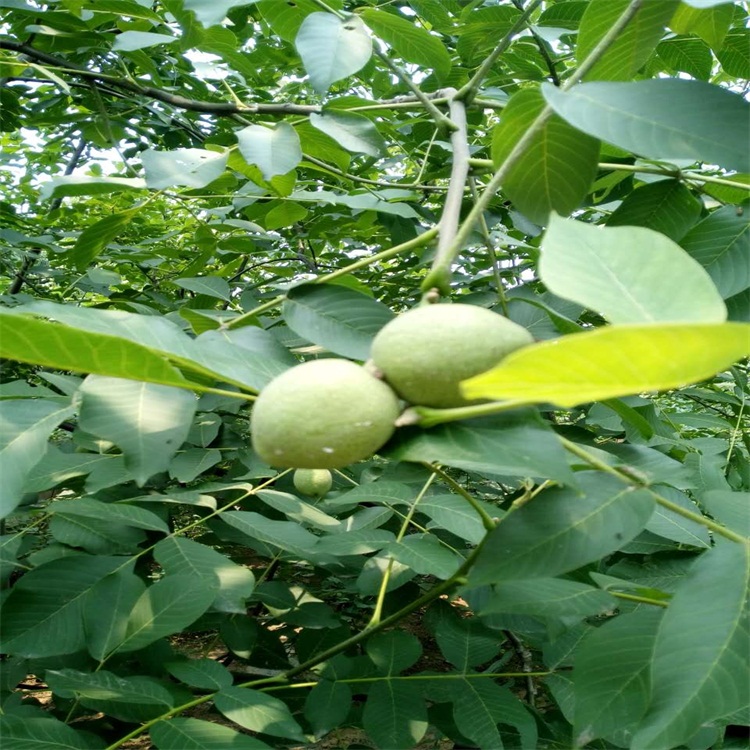 鑫豪苗木种植基地大量出售香玲核桃苗，香玲核桃，品种纯正，价格实惠，欢迎来电咨询，洽谈-- 泰安开发区鑫豪园艺场