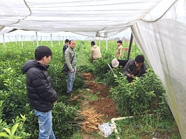 楚雄州果苗批发出售多少钱_楚雄州好的果苗出售基地-- 柳州市鑫鑫农业科技有限公司