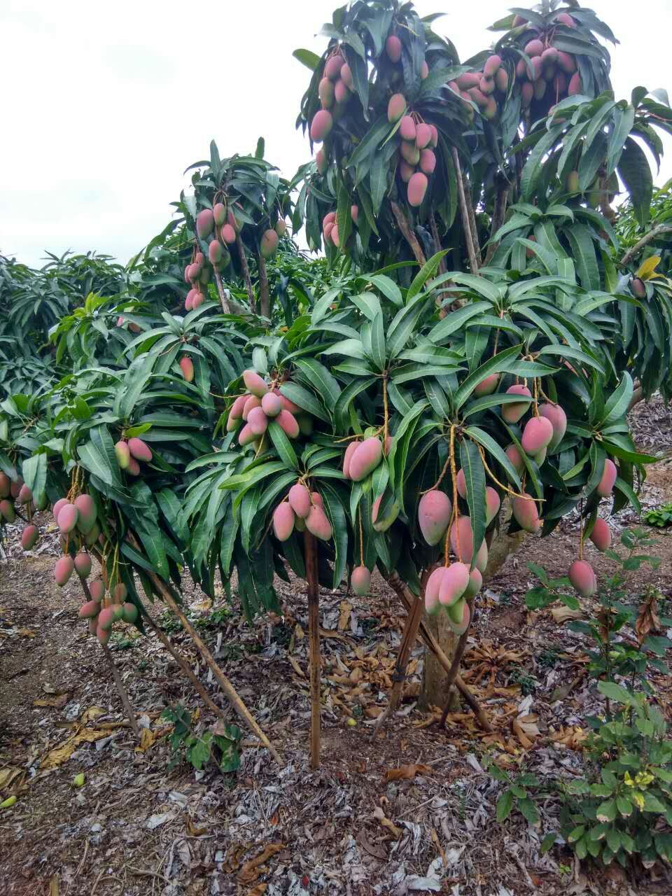 芒果苗长期供应