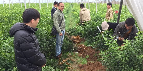 重庆网上大量柑橘苗供应在哪-- 柳州市绿盛农业科技有限公司