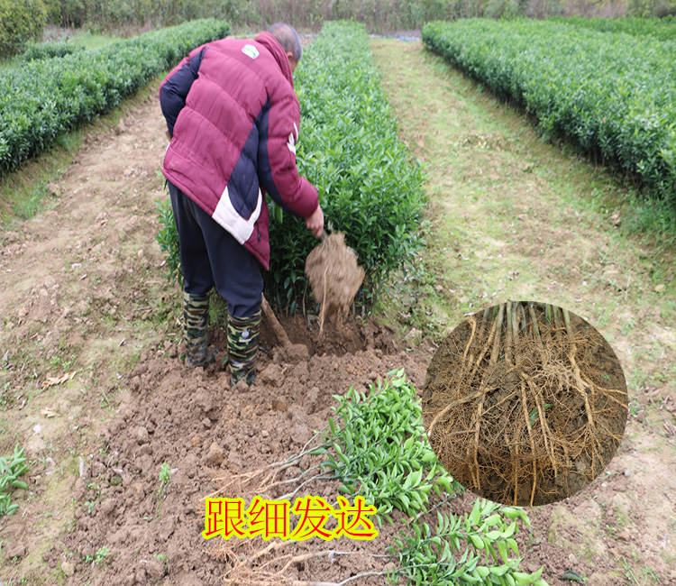 毕节哪里有少核默科特苗卖-- 柳州市鑫鑫农业科技有限公司