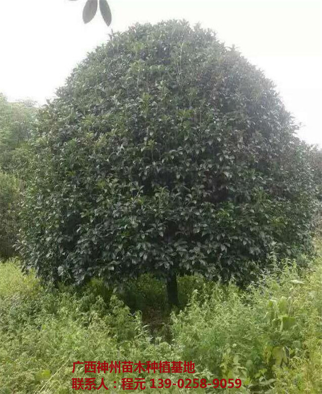 成都桂花树价格 成都桂花树基地-- 广西神州苗木种植基地