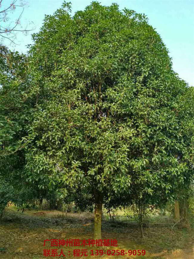 长沙桂花树价格 长沙桂花树基地-- 广西神州苗木种植基地