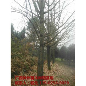 桂林银杏树价格 桂林银杏树基地