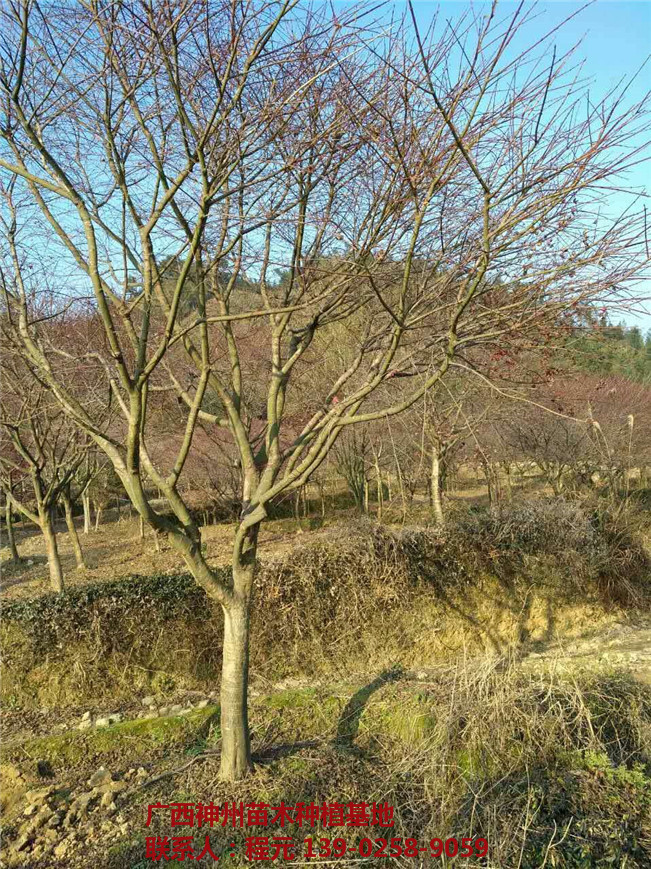 桂林红枫价格 桂林红枫基地-- 广西神州苗木种植基地