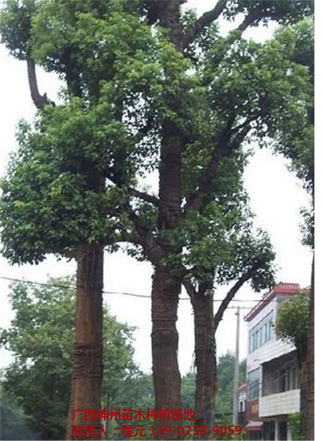 广西香樟价格 广西香樟基地-- 广西神州苗木种植基地