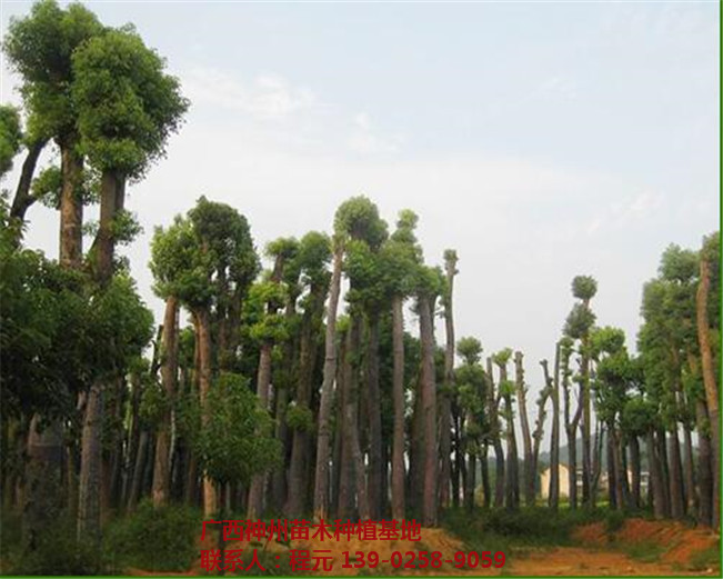 四川香樟价格 四川香樟基地-- 广西神州苗木种植基地