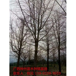 广西银杏树价格 广西银杏树基地