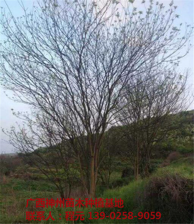 桂林国槐价格 桂林国槐基地-- 广西神州苗木种植基地