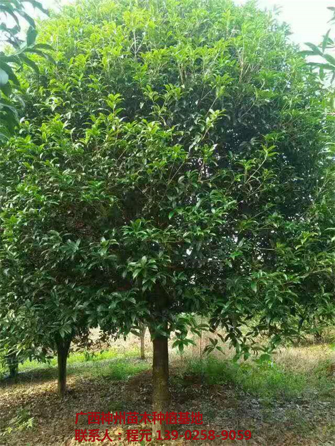 广西桂花树批发价格 广西桂花树供应基地-- 广西神州苗木种植基地