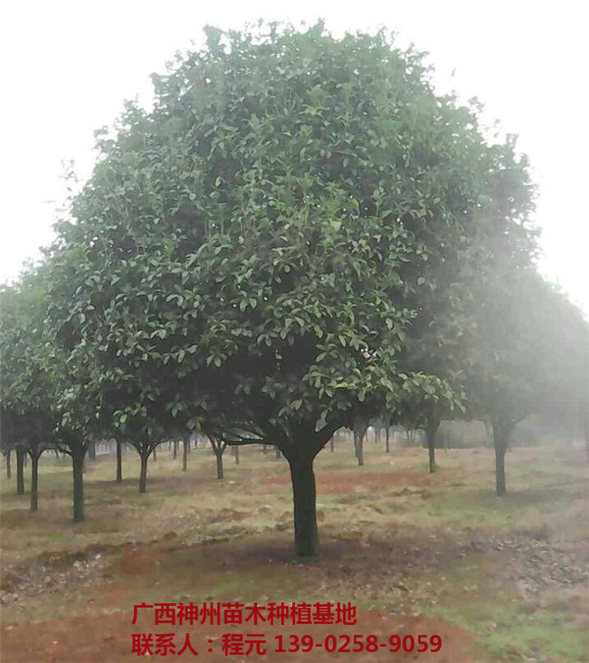 四川桂花树批发价格 四川桂花树供应基地-- 广西神州苗木种植基地