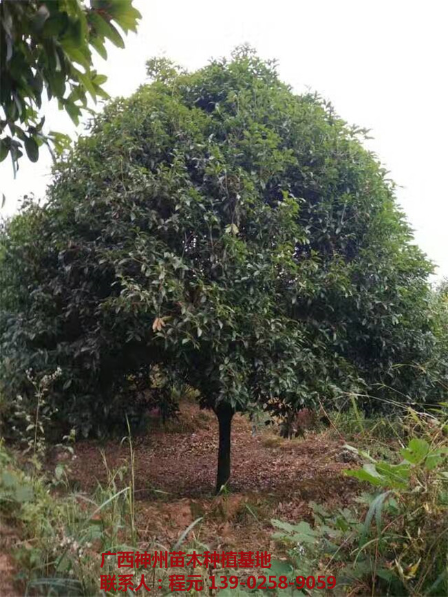 成都桂花树批发价格 成都桂花树供应基地-- 广西神州苗木种植基地