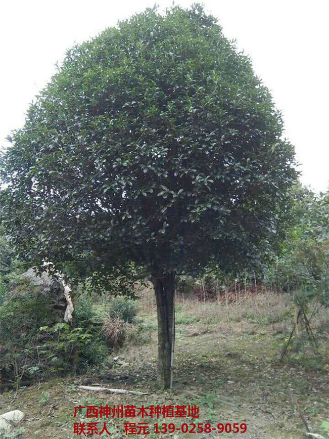 湖南桂花树批发价格 湖南桂花树供应基地-- 广西神州苗木种植基地