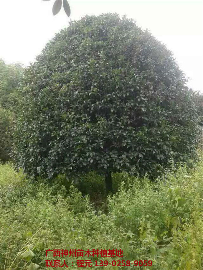 长沙桂花树批发价格 长沙桂花树供应基地-- 广西神州苗木种植基地