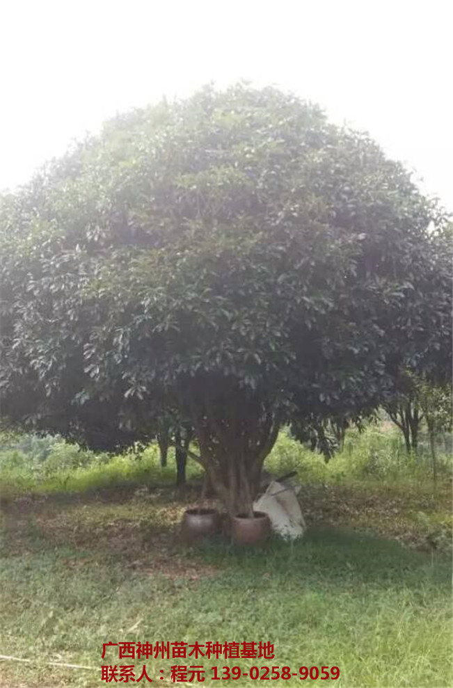 桂林桂花树供应基地 桂林桂花树批发价格