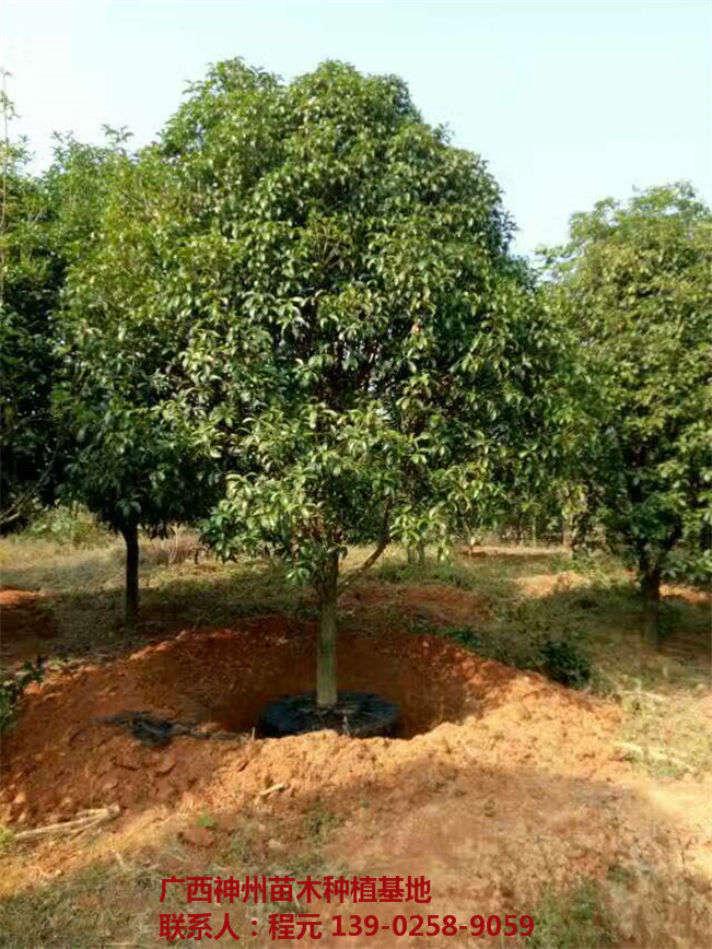 成都桂花树供应基地 成都桂花树批发价格-- 广西神州苗木种植基地