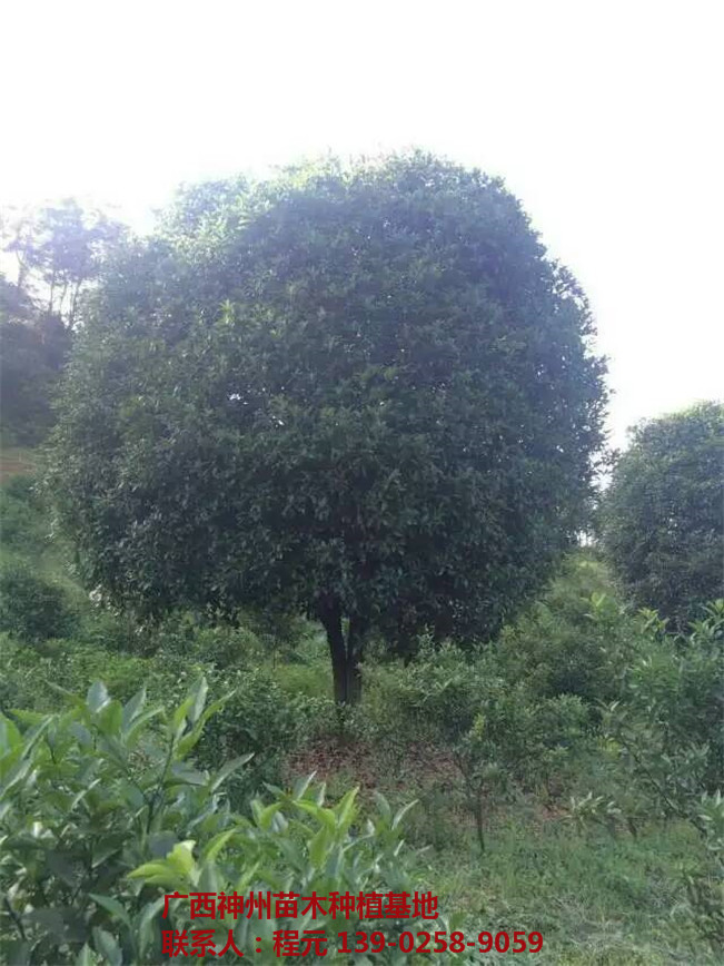 长沙优质桂花树供应基地 长沙优质桂花树批发价格-- 广西神州苗木种植基地