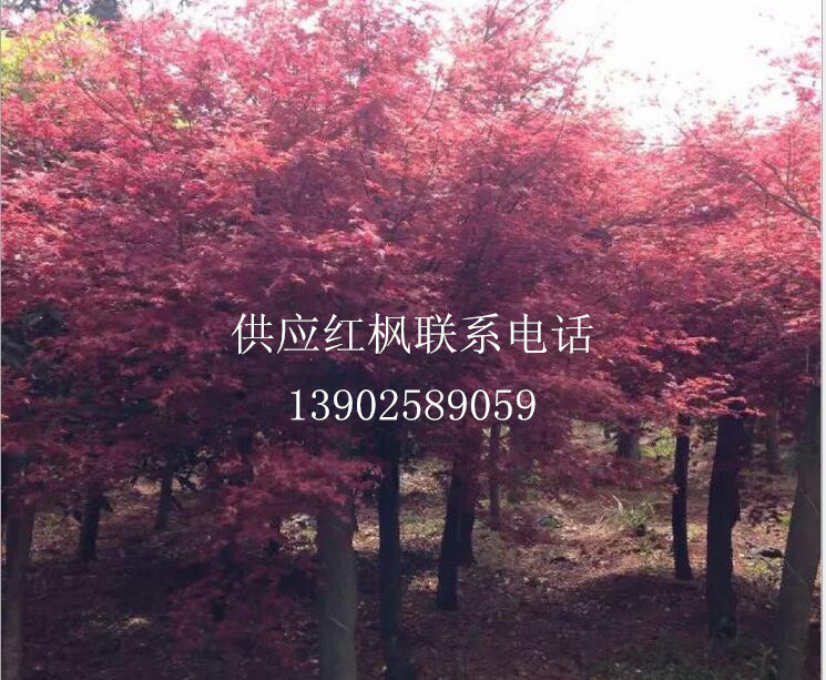 广西红枫-- 广西神州苗木种植基地