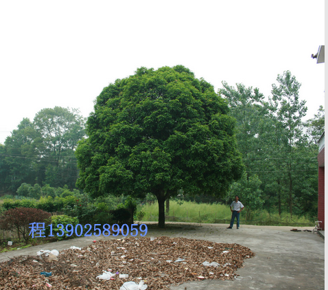 广西精品桂花树-- 广西神州苗木种植基地