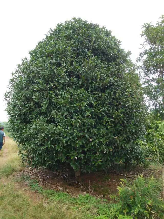 地笼形桂花树-- 广西神州苗木种植基地