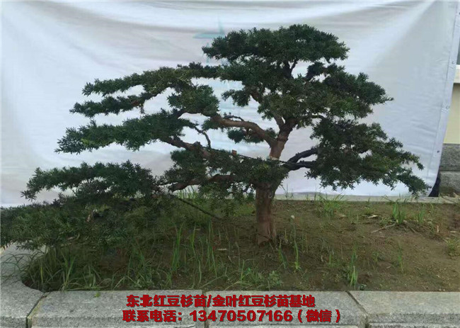 东北红豆杉苗价格 东北红豆杉苗种植基地-- 辽宁桓仁祥瑞苗圃_东北红豆杉苗基地