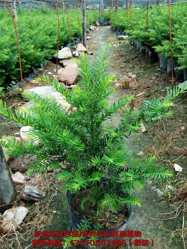 辽宁红豆杉苗价格 辽宁红豆杉苗种植基地-- 辽宁桓仁祥瑞苗圃_东北红豆杉苗基地