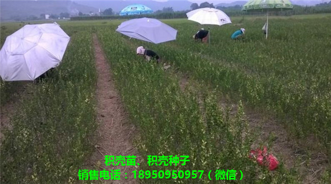 福建优质积壳种子基地 福建积壳种子批发-- 福建文心阁农业有限公司