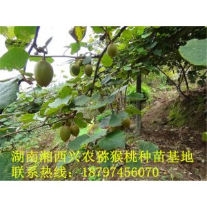 湘西猕猴桃苗培育基地 湖南猕猴桃苗种植基地