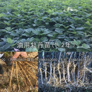 菏泽油用牡丹苗种植 洛阳油用牡丹苗