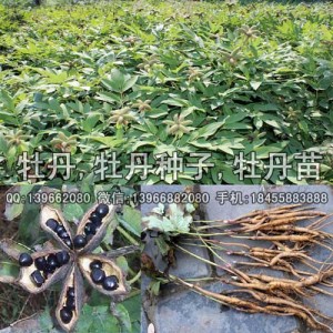 菏泽油用牡丹苗种子种植 洛阳油用牡