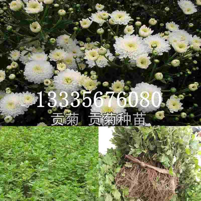 安徽菊花苗种苗基地 安徽菊花苗种苗基地-- 鹿邑县安泰种植合作社