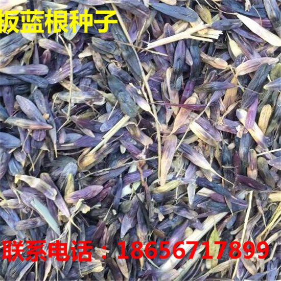 亳州板蓝根种子专业育苗 亳州金丝皇菊苗专业育苗-- 大川种苗种植专业合作社