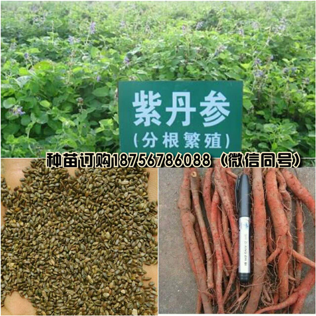 亳州丹参苗批发商 亳州丹参苗供货商电话-- 亳州市祥刚农业种植专业合作社