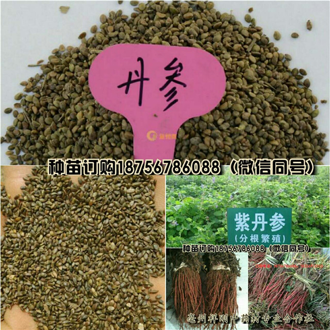 亳州丹参苗供货商电话 亳州丹参苗批发商-- 亳州市祥刚农业种植专业合作社