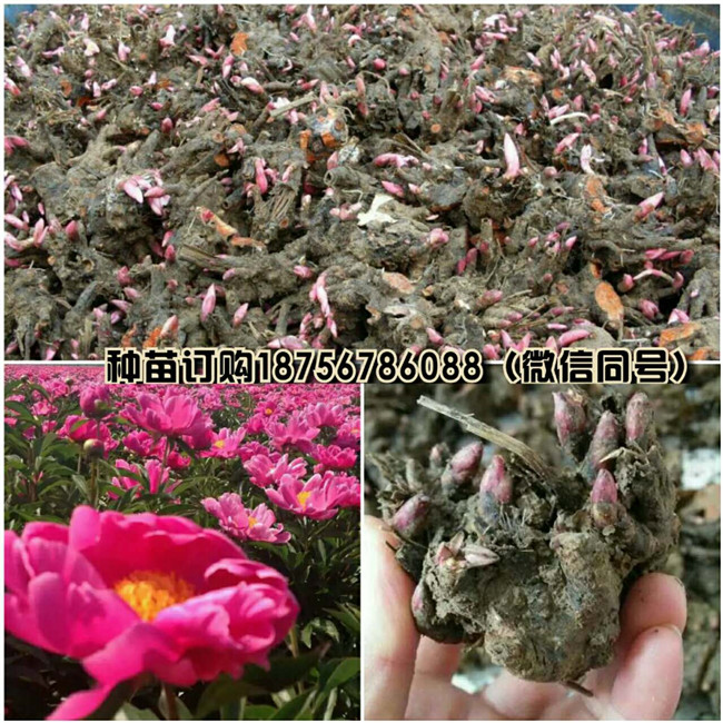 亳州白芍种苗供货商电话 亳州白芍种苗批发商-- 亳州市祥刚农业种植专业合作社